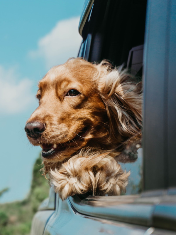 KaJo Pets dog in truck